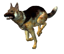 dogrun
